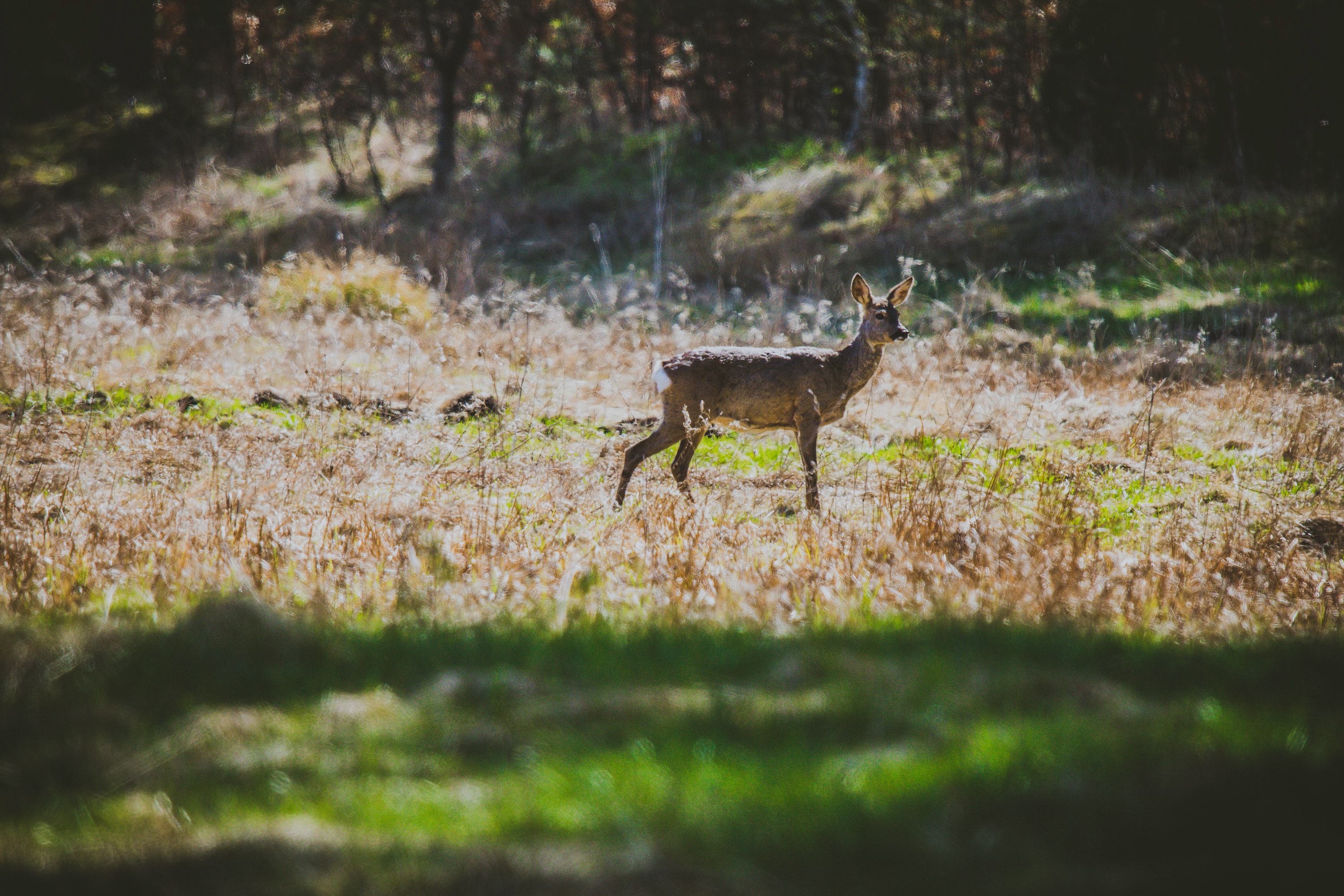 Deer in a field