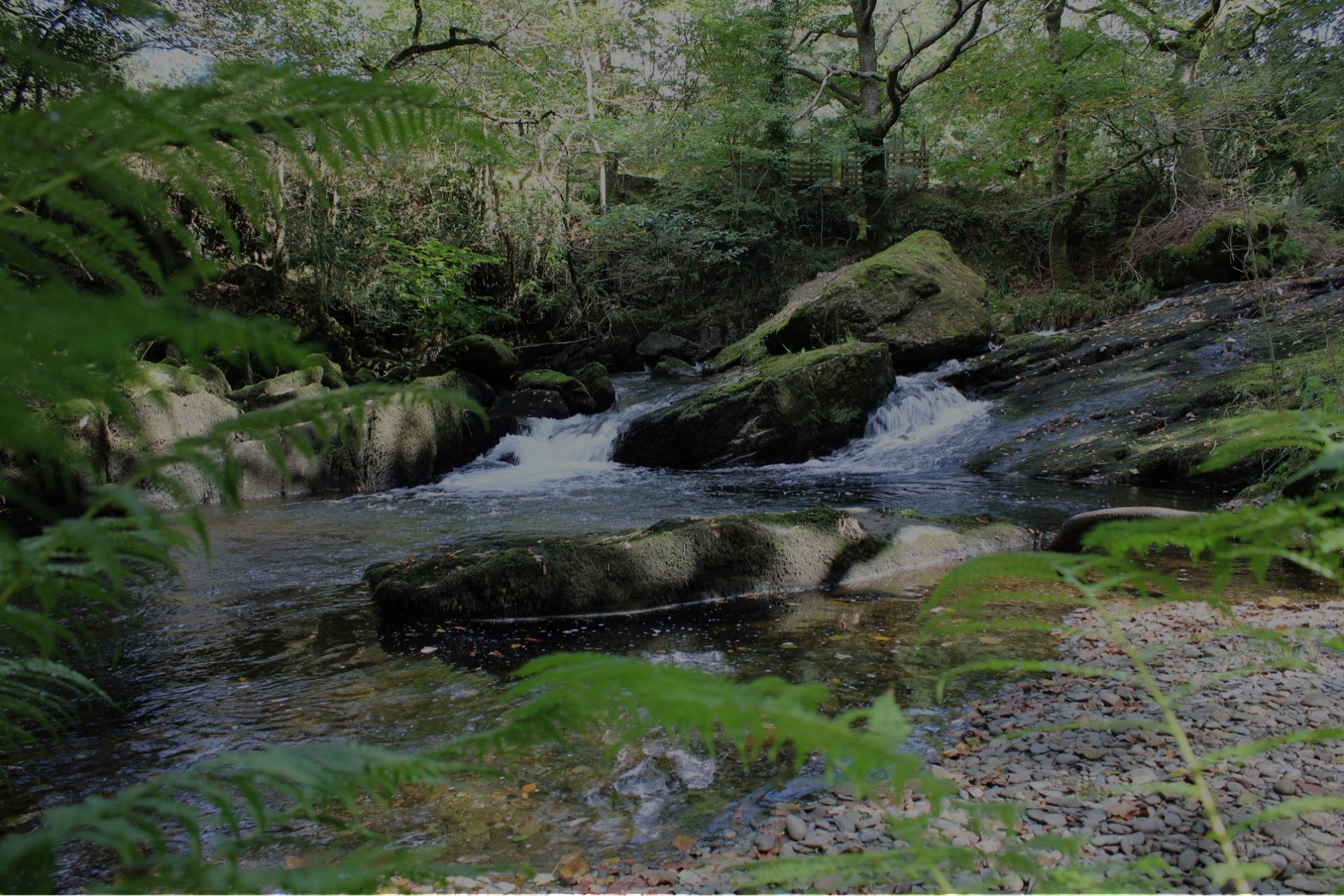 Stream in forest