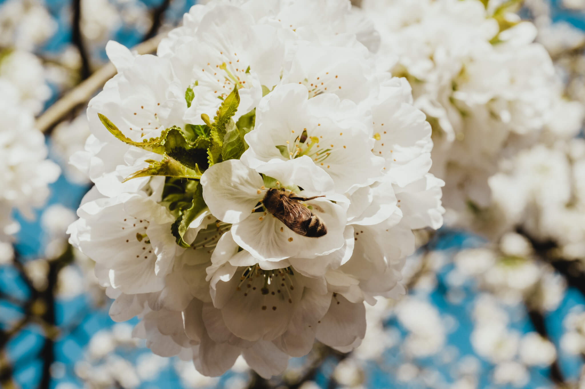 Bee on blossom