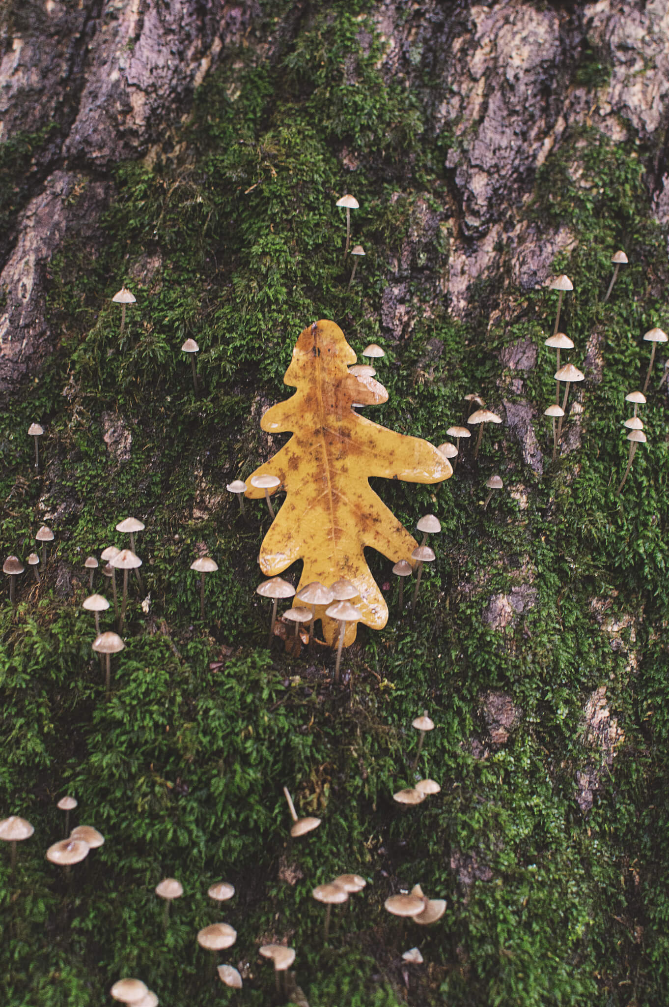 Oak leaf on tree trunk