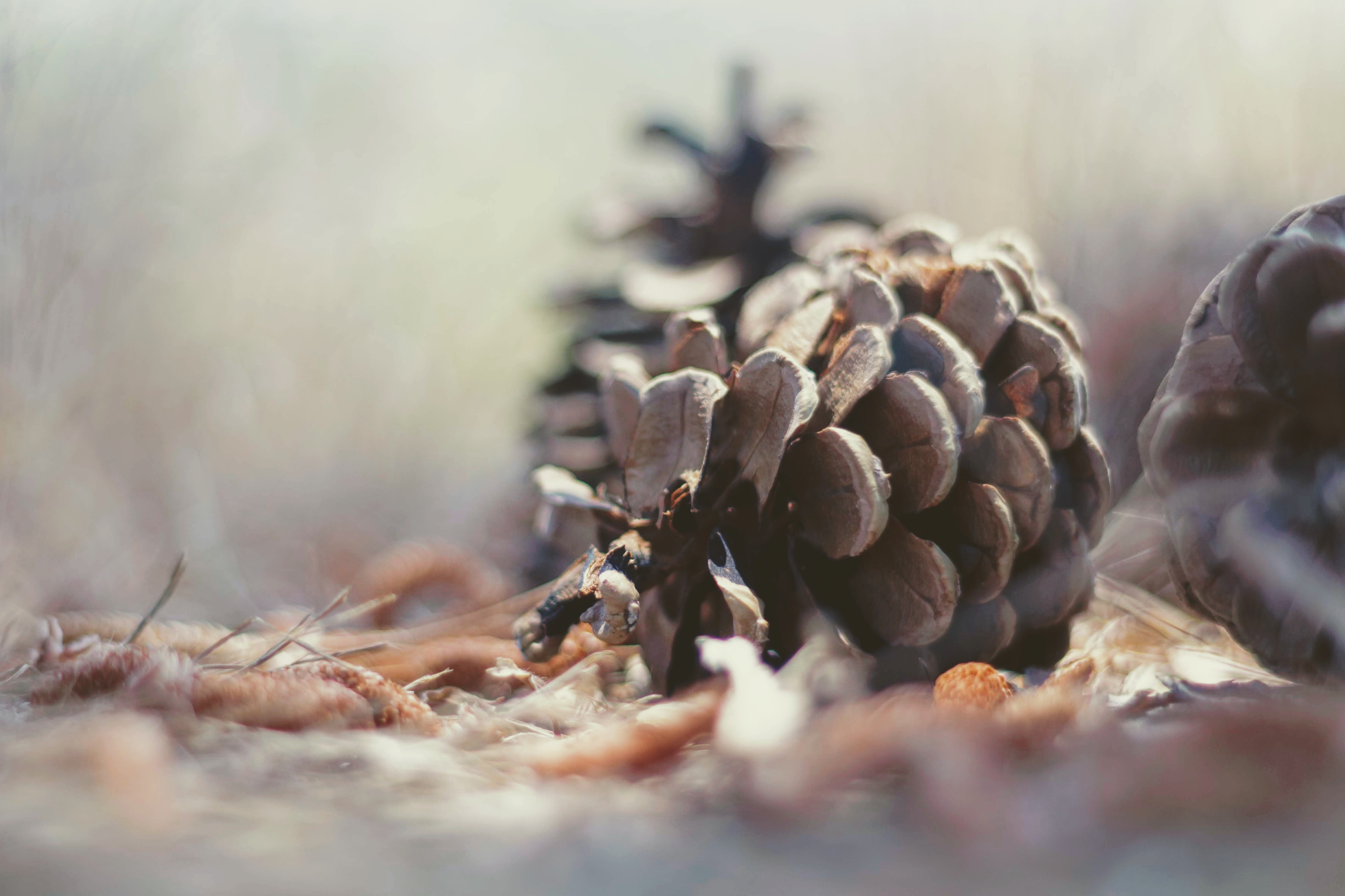 Close up of pine cone